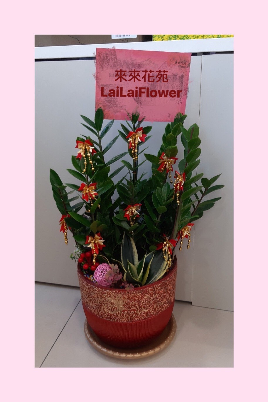 桌上型金錢樹組合