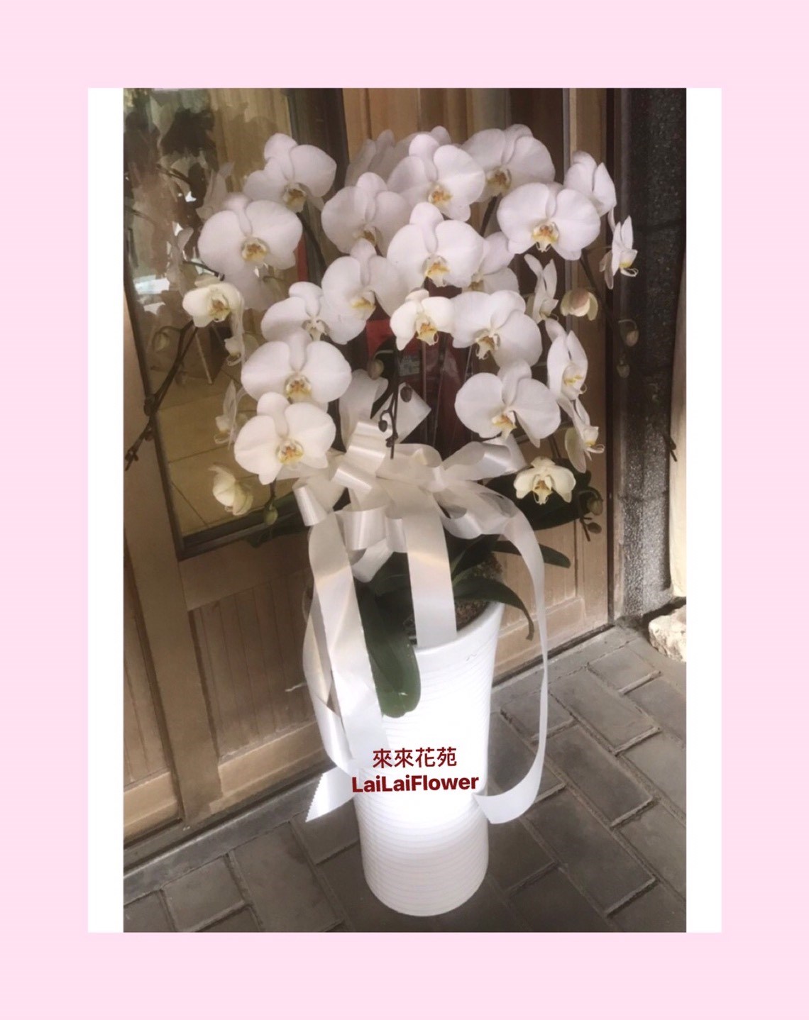 白色蝴蝶蘭5株
