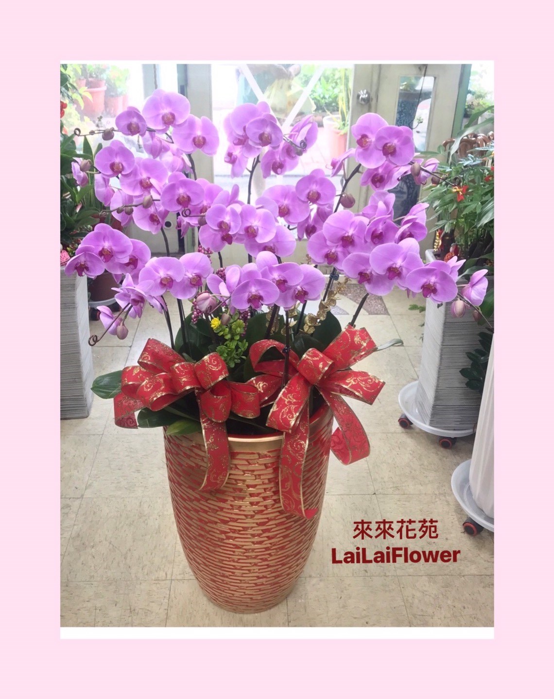 蝴蝶蘭10株