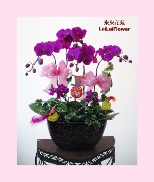 蝴蝶蘭5株組合