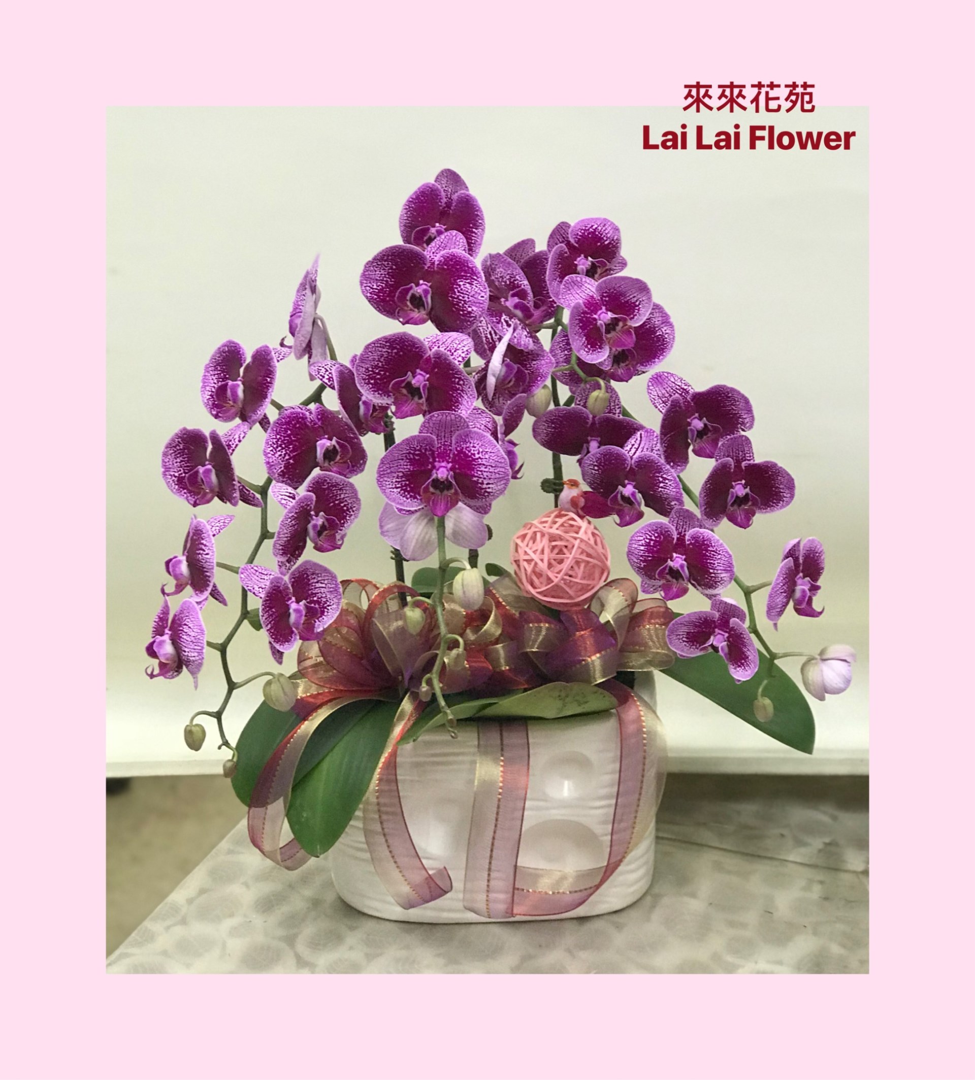 蝴蝶蘭3株