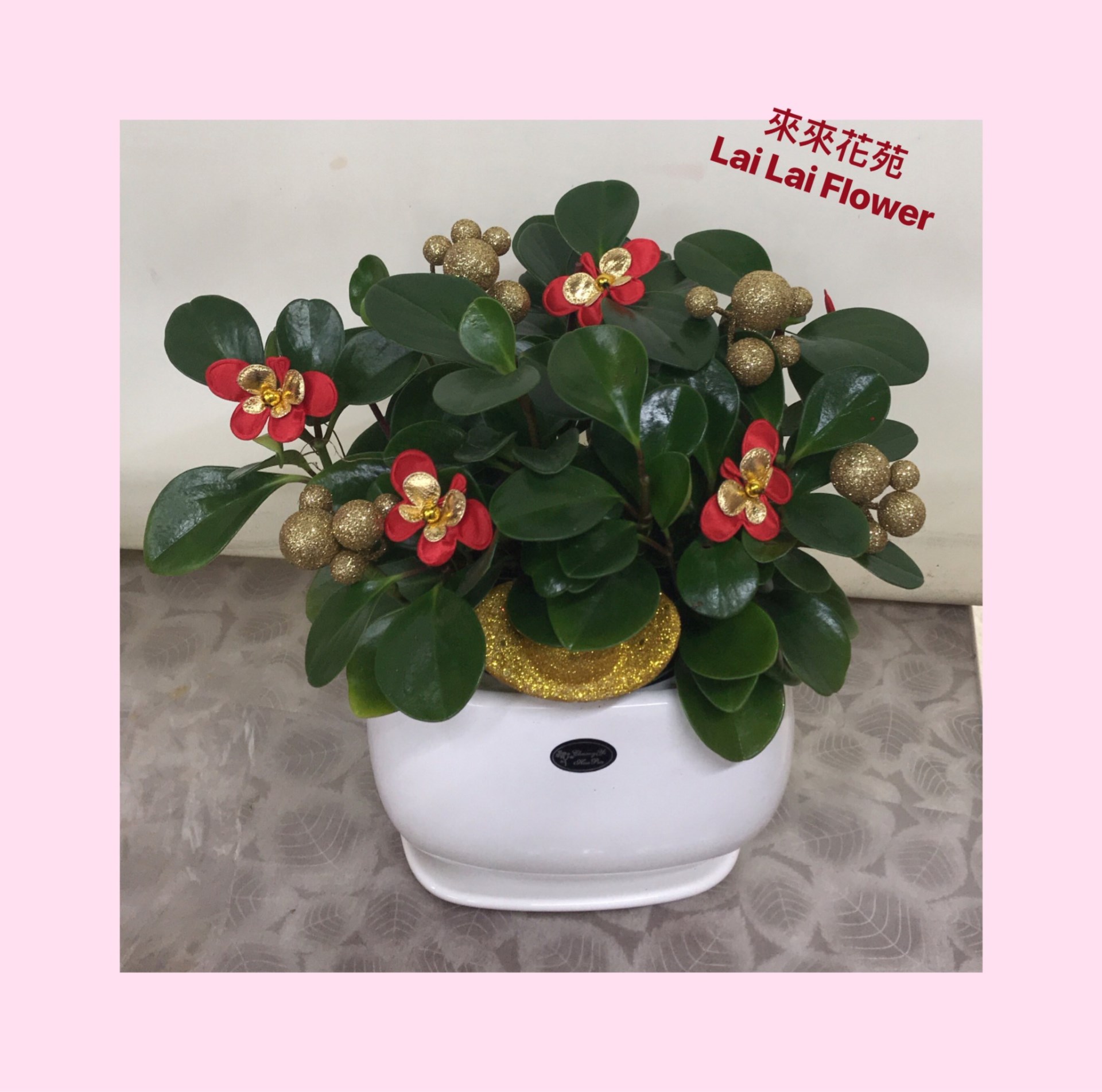 圓葉椒草