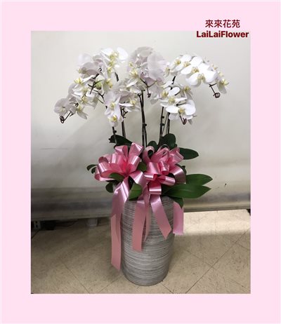 白色蝴蝶蘭6株