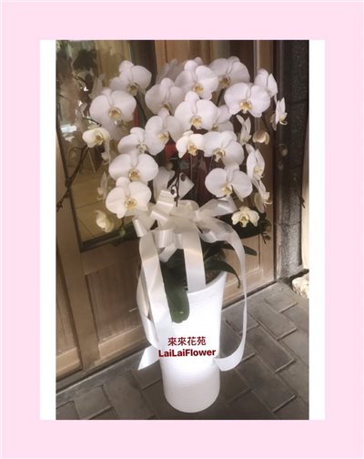白色蝴蝶蘭5株
