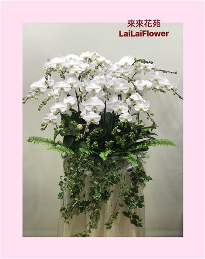 白色蝴蝶蘭20株