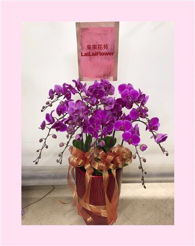 蝴蝶蘭10株