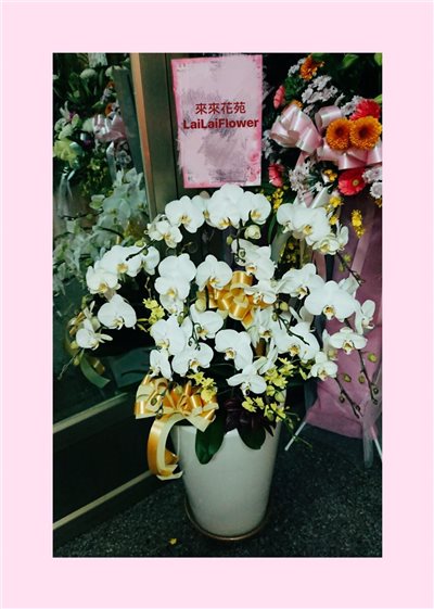 白色蝴蝶蘭10株